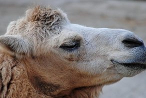 Верблюд, стройка и обалдевший тракторист