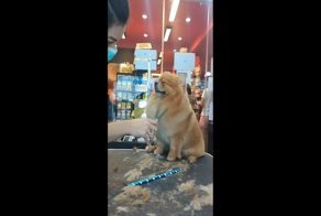 Когда стрижка действительно утомительна