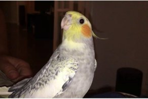 Попугай научился имитировать популярный рингтон и теперь напевает его, когда грустит