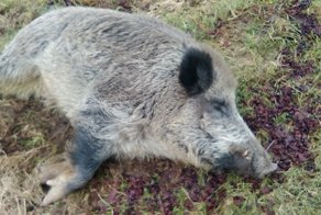 В Польше «домашний» дикий кабан на неделю ушел в пьяный загул