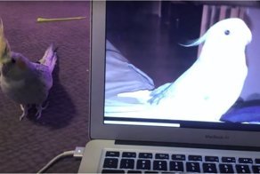 Не каждый жаждет популярности! Реакция попугая на видео, где он напевает рингтон iPhone