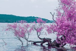 Фотографии природы, похожие на японское аниме