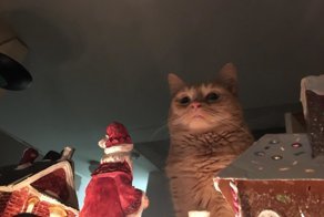 Фотоподборка за 22.12.2017