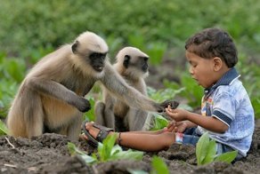 Современный Маугли: в Индии двухлетний мальчик подружился со стаей обезьян