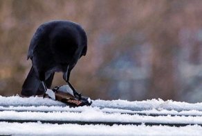 Угостите ворону конфеткой - и она продемонстрирует свой недюжинный ум!