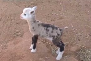 Рождение это малыша - настоящее чудо и огромная редкость. и вот почему