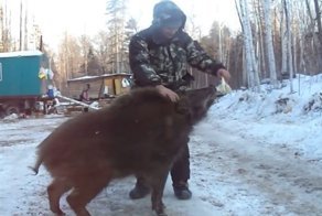Мужики приручили кабана и кормят его лавашом