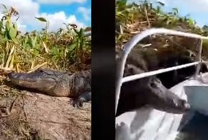 Крик ужаса: аллигатор запрыгивает в лодку с туристами 