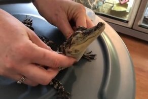 Ласку любят не только кошки!