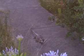 Сюрприз на Рождество: пара из Мельбурна обнаружила в саду метрового крокодила