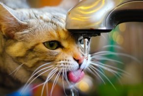 Как мы кота от запора лечили и что из этого получилось