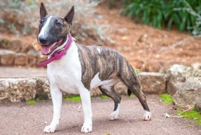 Очень поучительная история о собаках