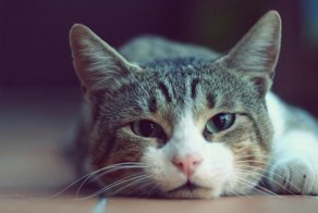 Он был не просто питомцем, а настоящим членом семьи