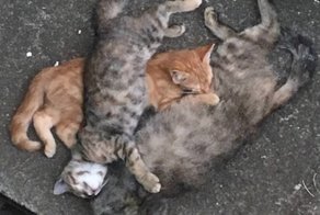 Бродячая кошка пришла к двери с двумя котятами, и вскоре… удивила хозяев сюрпризом