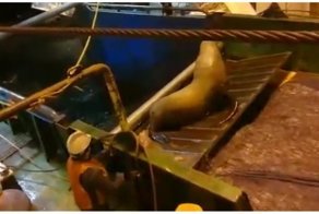 Моряки прогоняют попавшего в сети сивуча