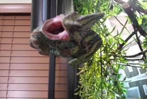  Злой хамелеон пытается откусить палец своему хозяину