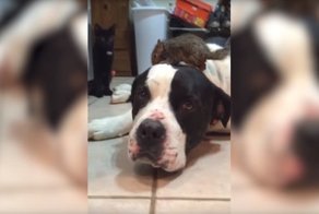 Найди себе другую белку! Собака защищает нового друга от кота