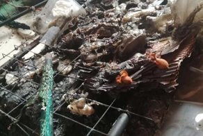 Владелец 300 ядовитых пауков зажарил их электроодеялом