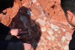 В Китае нашли яйца динозавров возрастом 130 миллионов лет