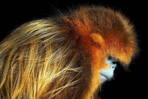 Восхитительные снимки редких животных от фотографа Тима Флача