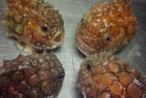 Странные обитатели моря от мурманского моряка