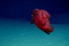 Безголовый куриный монстр и другие находки исследователей глубин