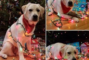 Новогодние собаки