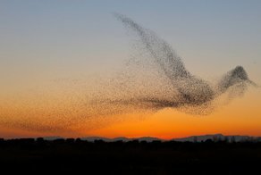 Фотограф не сразу понял, что сделал совершенно уникальный снимок