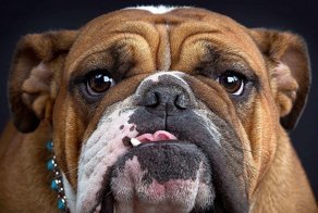 Как пёс наглеца на место поставил