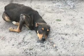 Она облизывала руки каждого в надежде, что они поймут – она хочет жить!