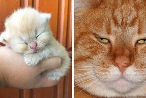 16 доказательств того, что коты растут ну очень быстро