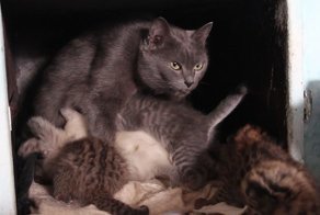 5 диких дальневосточных котят «УСЫНОВИЛА» обычная кошка. и живут они все теперь в печке!