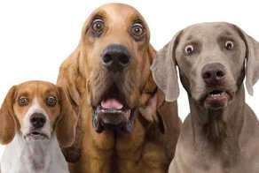 Собака – это роскошь: почему в Германии нет бездомных животных