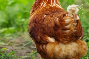Эта дружелюбная курица вдруг стала прятаться… Заглянув в гнездо, фермер был сражен наповал!