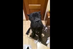  Это твой последний день в этом доме! Песик устроил погром в квартире