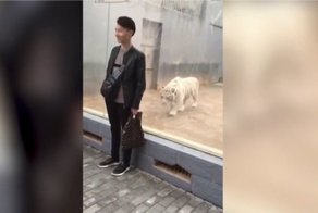 Тигр решил напасть на посетителя зоопарка со спины, но забыл про стеклянное ограждение