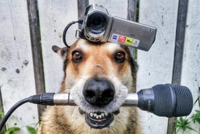 Пёс, который удивляет всех своим талантом