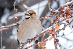 Дубонос. Птица-невидимка