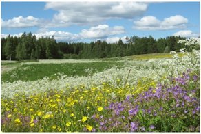 Съедобные сорняки - чем можно подкрепиться, когда потерялся или совсем нет денег
