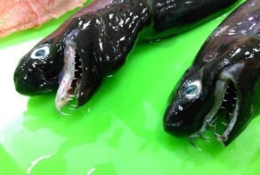 У берегов Тайваня выловили ужасную акулу с выдвижными челюстями