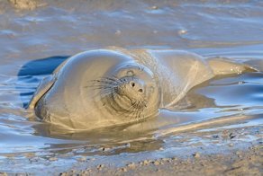 Тюленю так мало для счастья надо - лишь лужица грязи