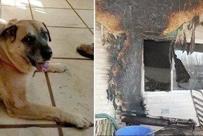 Cемья вернулась в сожженный дом спустя 2 месяца, и вдруг их собака стала рычать и рыть пол