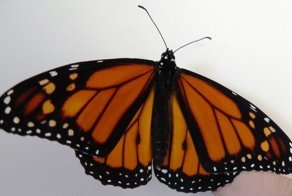 Трансплантация крыла бабочки Монарха