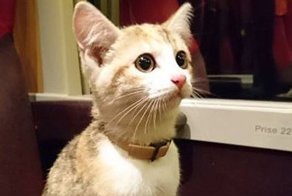 Отважный котенок вернулся к своей французской хозяйке на поезде