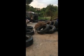 Пумба уже не тот! Кабан оголодал и перешел на резину