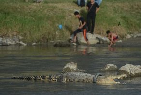 В Индонезии крокодил живёт с ошейником из речного мусора