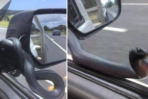 Необычный «пассажир» прокатился на боковом зеркале автомобиля в Австралии