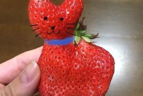 В Японии съели клубнику-кошечку