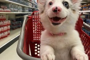 “Я счастливый как никто!” Эта собачка взорвала сеть своим счастливым видом!