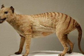 Почему вымерли сумчатые волки?